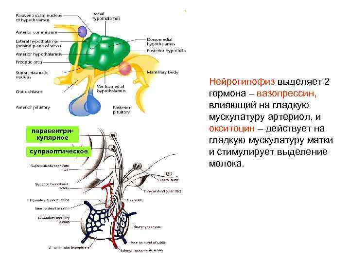 паравентрикулярное супраоптическое Нейрогипофиз выделяет 2 гормона – вазопрессин, влияющий на гладкую мускулатуру артериол, и