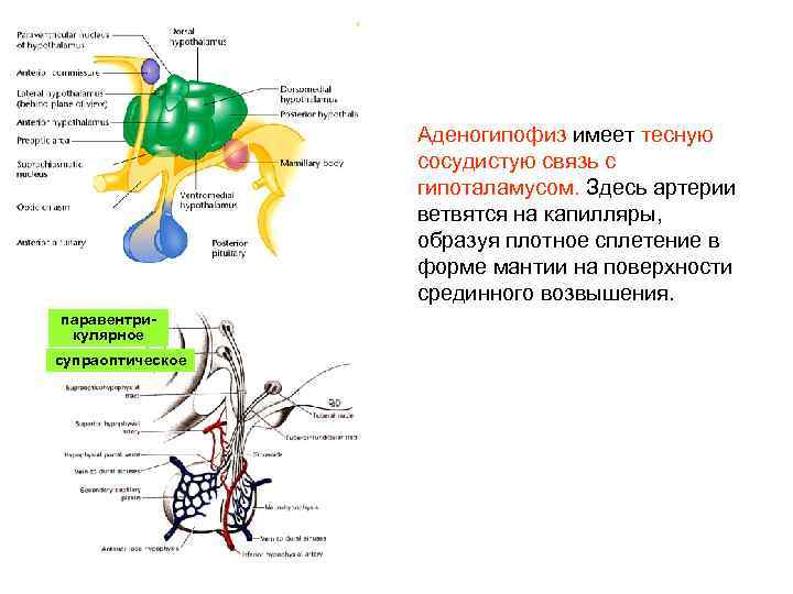 Аденогипофиз имеет тесную сосудистую связь с гипоталамусом. Здесь артерии ветвятся на капилляры, образуя плотное