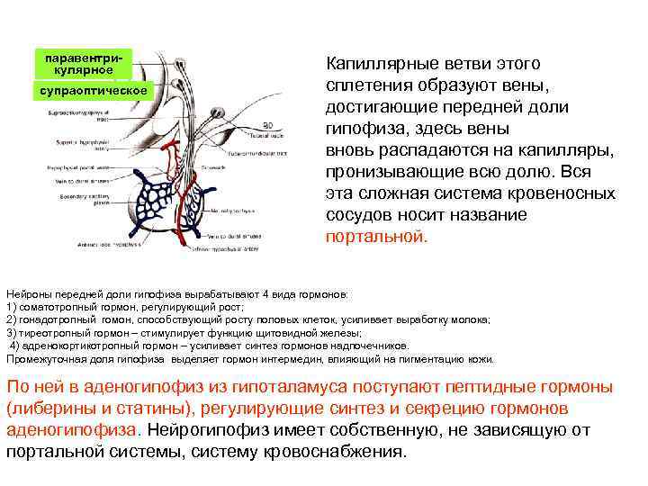 паравентрикулярное супраоптическое Капиллярные ветви этого сплетения образуют вены, достигающие передней доли гипофиза, здесь вены