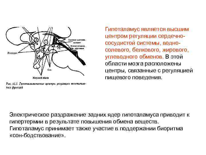 Гипоталамус является высшим центром регуляции сердечнососудистой системы, водносолевого, белкового, жирового, углеводного обменов. В этой