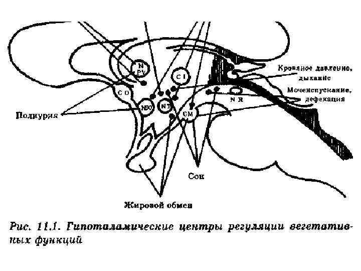 Какой цифрой на рисунке обозначен промежуточный мозг