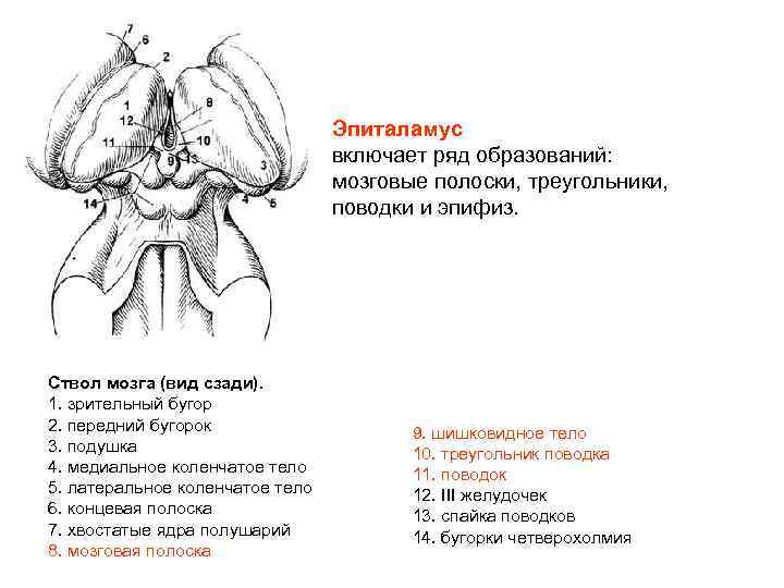 Пьеса листа написанная под впечатлением картины рафаэля