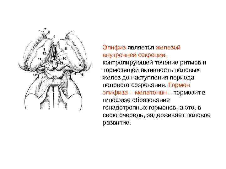 Эпифиз является железой внутренней секреции, контролирующей течение ритмов и тормозящей активность половых желез до