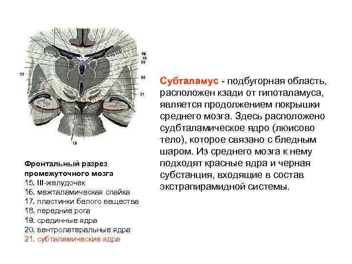 Фронтальный разрез промежуточного мозга 15. III-желудочек 16. межталамическая спайка 17. пластинки белого вещества 18.