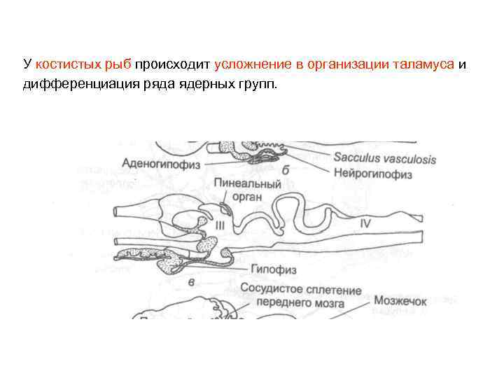У костистых рыб происходит усложнение в организации таламуса и дифференциация ряда ядерных групп. 