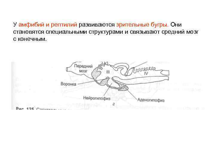 Средний мозг у земноводных