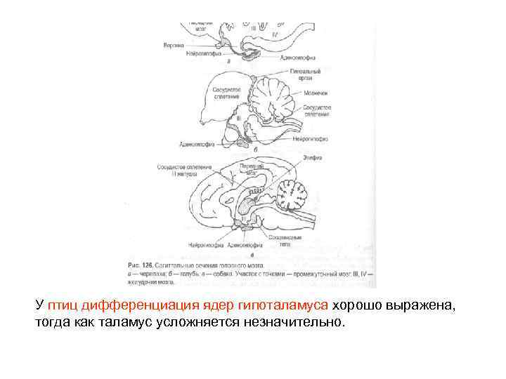 У птиц дифференциация ядер гипоталамуса хорошо выражена, тогда как таламус усложняется незначительно. 