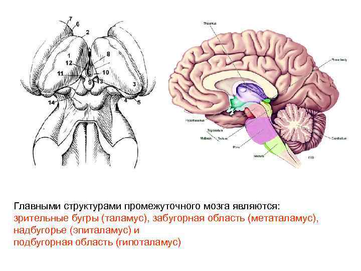 Мозг сверху картинка