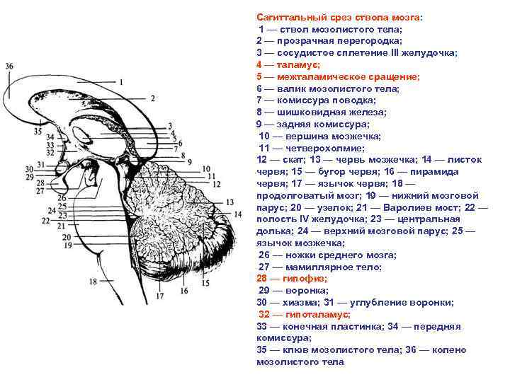Сагиттальный срез ствола мозга: 1 — ствол мозолистого тела; 2 — прозрачная перегородка; 3