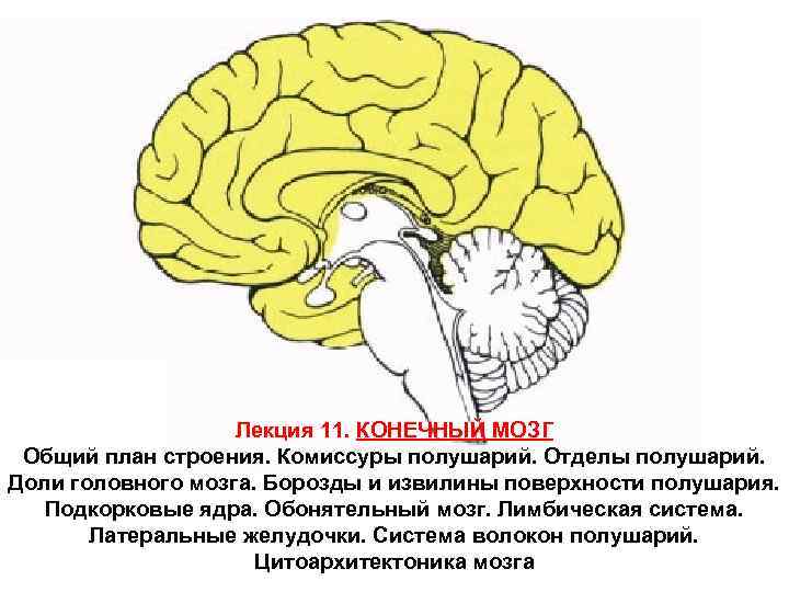 Лекция 11. КОНЕЧНЫЙ МОЗГ Общий план строения. Комиссуры полушарий. Отделы полушарий. Доли головного мозга.