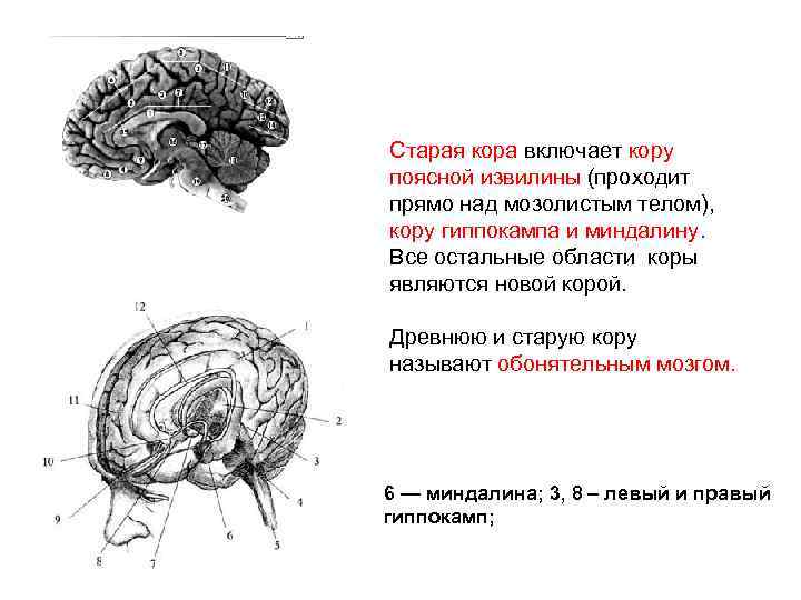 Старая кора включает кору поясной извилины (проходит прямо над мозолистым телом), кору гиппокампа и