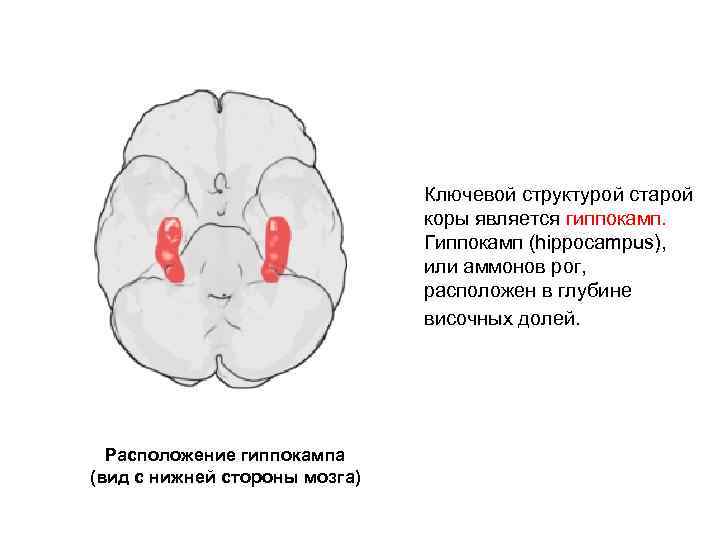 Ключевой структурой старой коры является гиппокамп. Гиппокамп (hippocampus), или аммонов рог, расположен в глубине