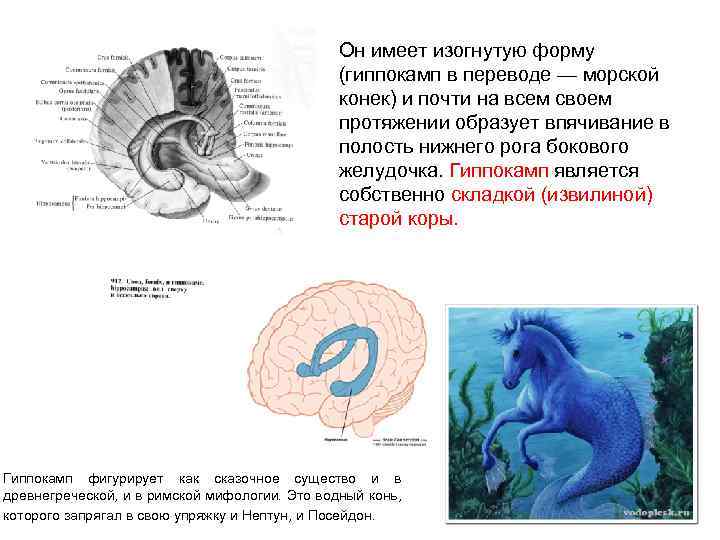 Он имеет изогнутую форму (гиппокамп в переводе — морской конек) и почти на всем