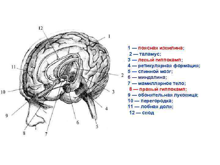 1 — поясная извилина; 2 — таламус; 3 — левый гиппокамп; 4 — ретикулярная