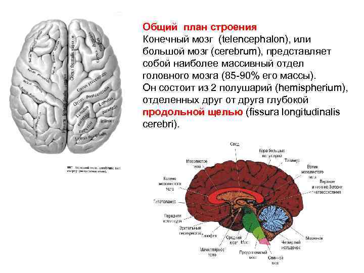 Отделы большого мозга