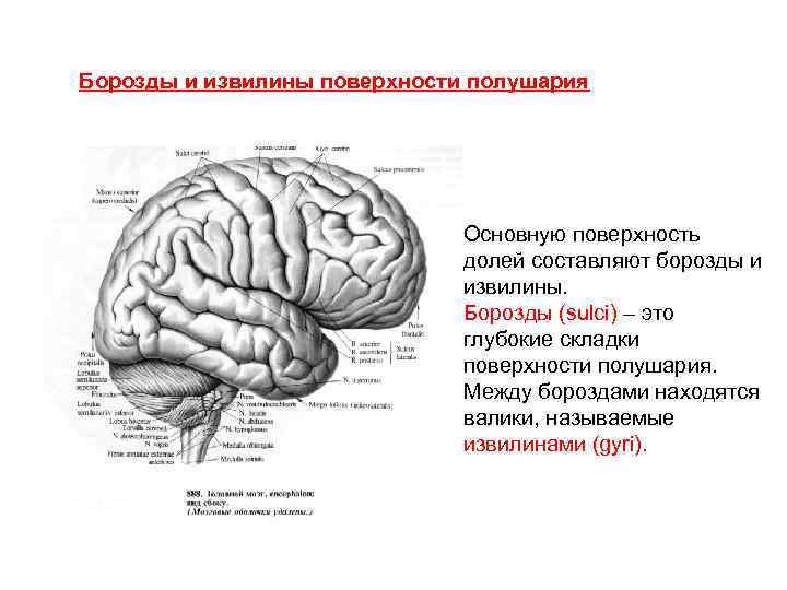 Наличие извилин и борозд