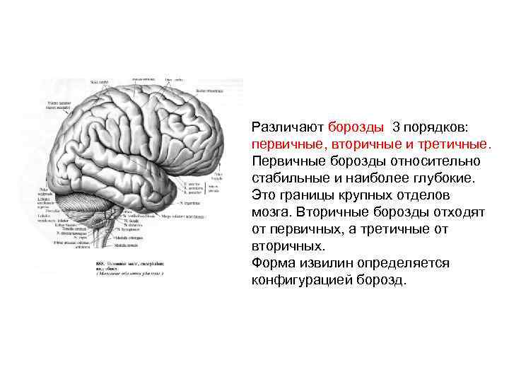 Различают борозды 3 порядков: первичные, вторичные и третичные. Первичные борозды относительно стабильные и наиболее