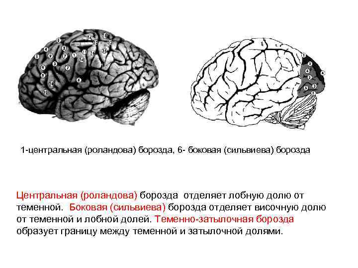 1 -центральная (роландова) борозда, 6 - боковая (сильвиева) борозда Центральная (роландова) борозда отделяет лобную