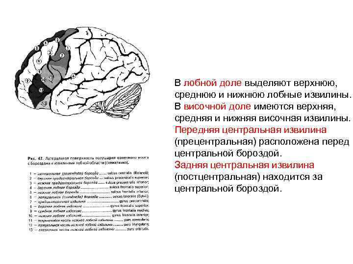 В лобной доле выделяют верхнюю, среднюю и нижнюю лобные извилины. В височной доле имеются