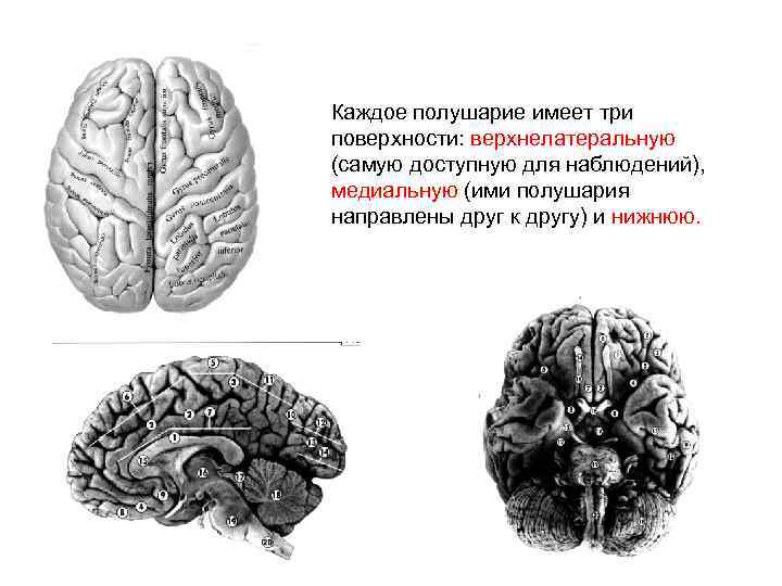 Каждое полушарие имеет три поверхности: верхнелатеральную (самую доступную для наблюдений), медиальную (ими полушария направлены