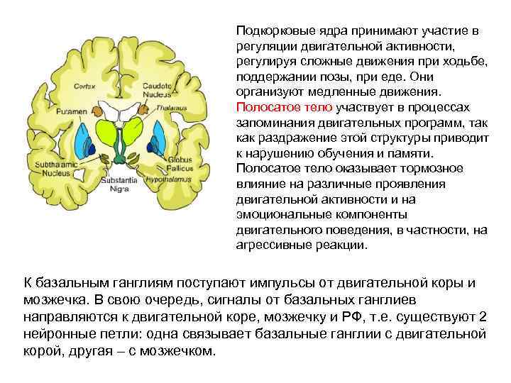 Подкорковые ядра принимают участие в регуляции двигательной активности, регулируя сложные движения при ходьбе, поддержании