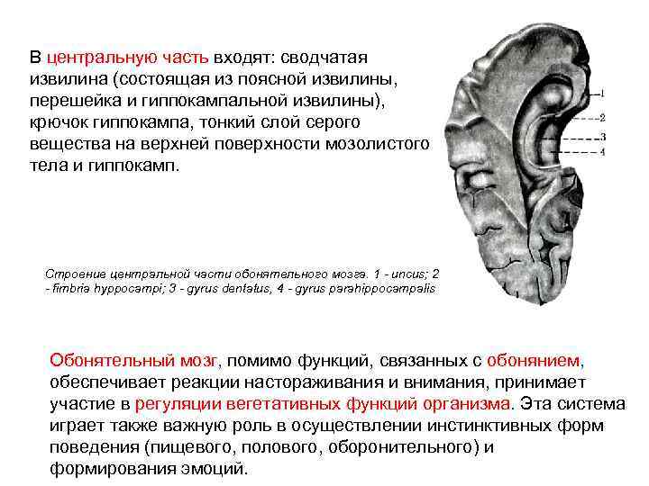 В центральную часть входят: сводчатая извилина (состоящая из поясной извилины, перешейка и гиппокампальной извилины),