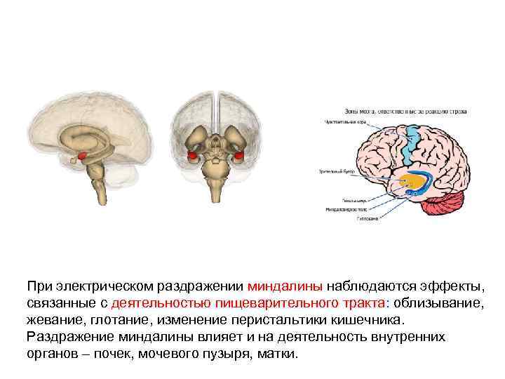 При электрическом раздражении миндалины наблюдаются эффекты, связанные с деятельностью пищеварительного тракта: облизывание, жевание, глотание,