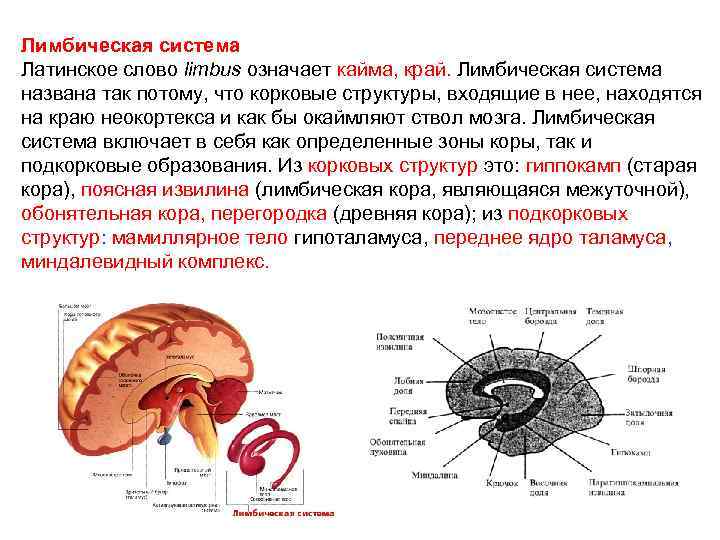 Лимбическая система Латинское слово limbus означает кайма, край. Лимбическая система названа так потому, что