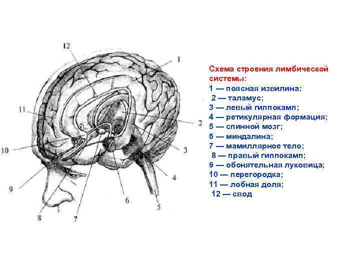 Ar схема строения