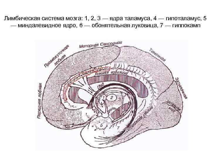 Лимбическая система мозга: 1, 2, 3 — ядра таламуса, 4 — гипоталамус, 5 —