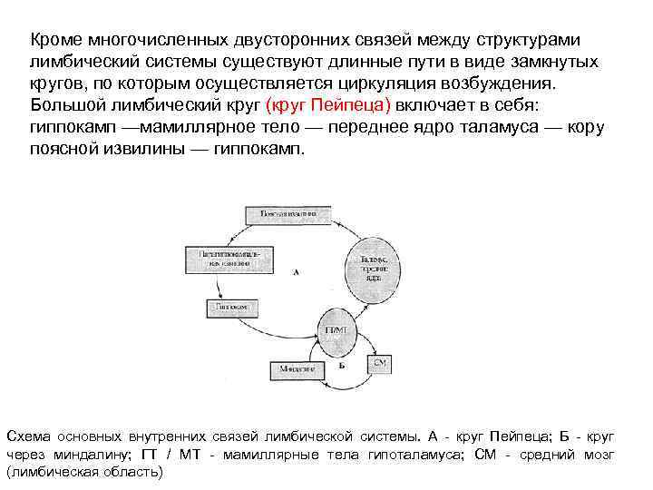 Кроме многочисленных двусторонних связей между структурами лимбический системы существуют длинные пути в виде замкнутых