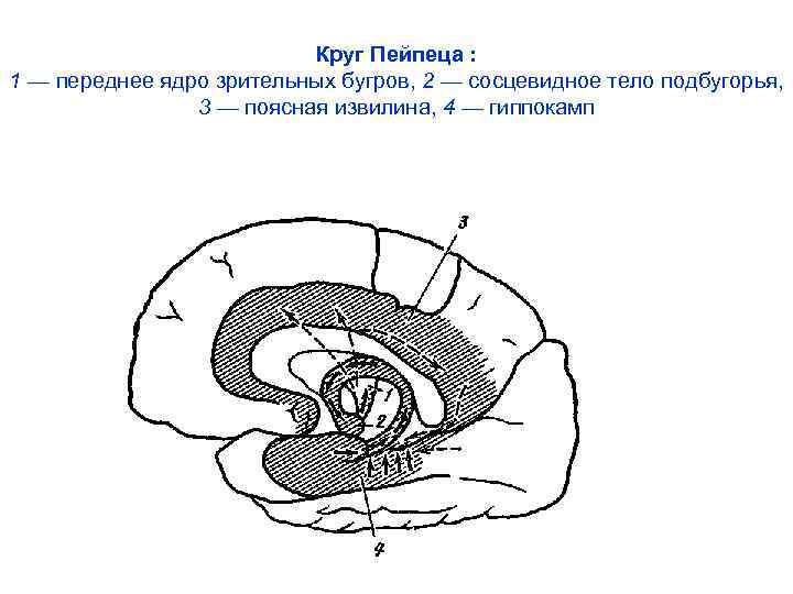 Круг Пейпеца : 1 — переднее ядро зрительных бугров, 2 — сосцевидное тело подбугорья,