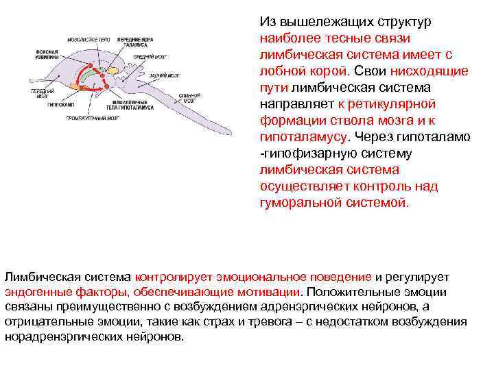 Из вышележащих структур наиболее тесные связи лимбическая система имеет с лобной корой. Свои нисходящие