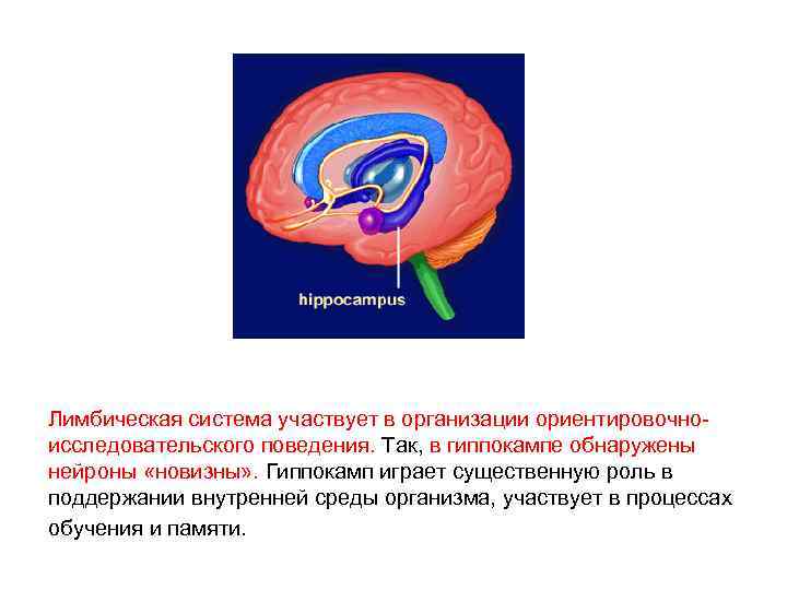 Лимбическая система участвует в организации ориентировочноисследовательского поведения. Так, в гиппокампе обнаружены нейроны «новизны» .