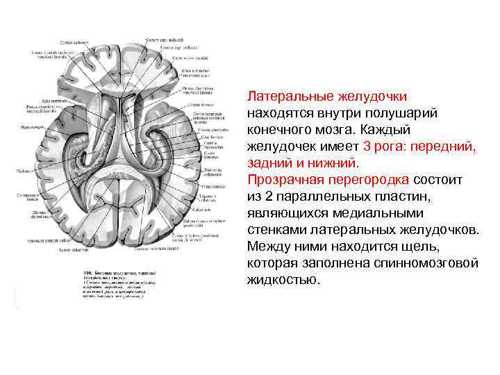 Третий желудочек находится