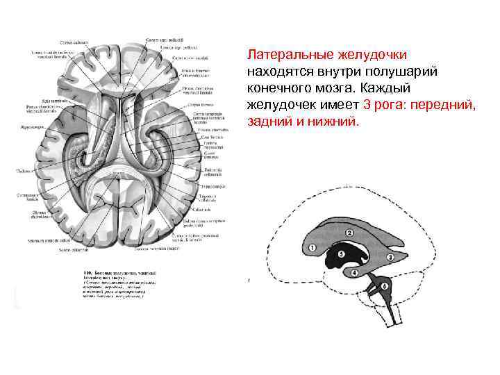 Желудочки среднего мозга. 3 Желудочек головного мозга анатомия. Третий желудочек головного мозга анатомия строение. Латеральные желудочки головного мозга анатомия. Желудочковая система головного мозга схема.