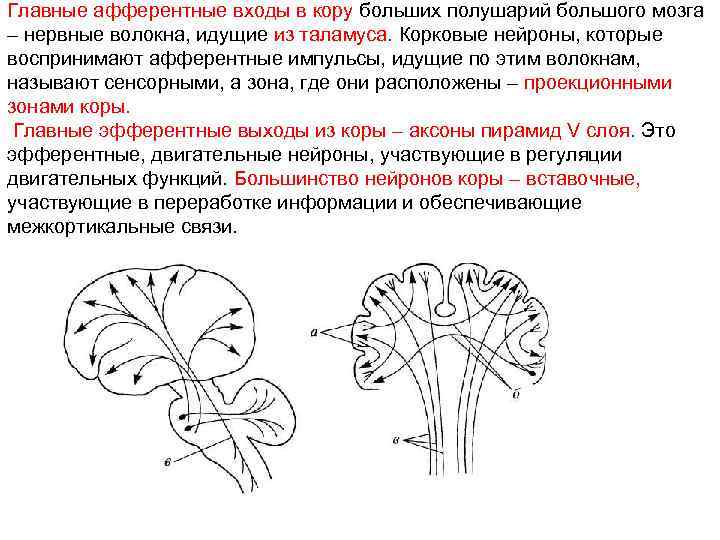 Главные афферентные входы в кору больших полушарий большого мозга – нервные волокна, идущие из