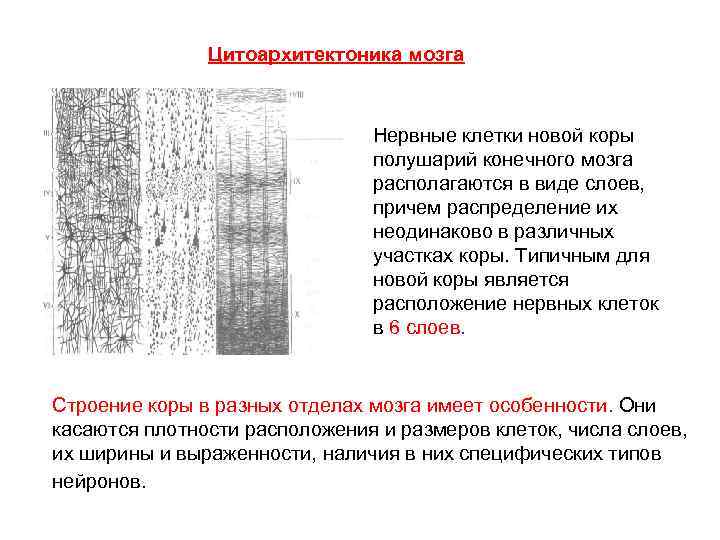 Цитоархитектоника мозга Нервные клетки новой коры полушарий конечного мозга располагаются в виде слоев, причем