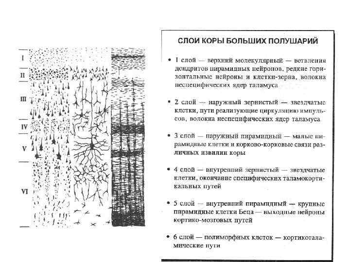 Общий план строения коры больших полушарий