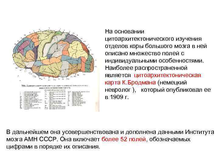 Карта полей мозга по бродману