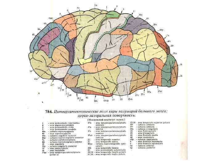 Карта полей мозга по бродману