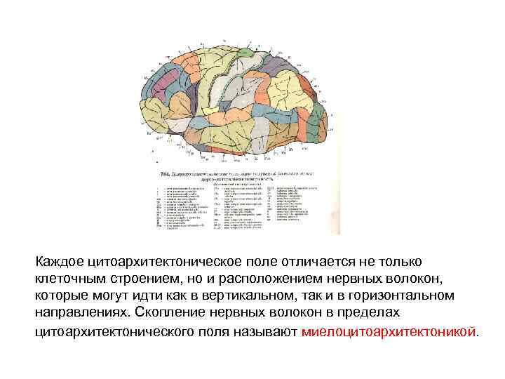 Каждое цитоархитектоническое поле отличается не только клеточным строением, но и расположением нервных волокон, которые