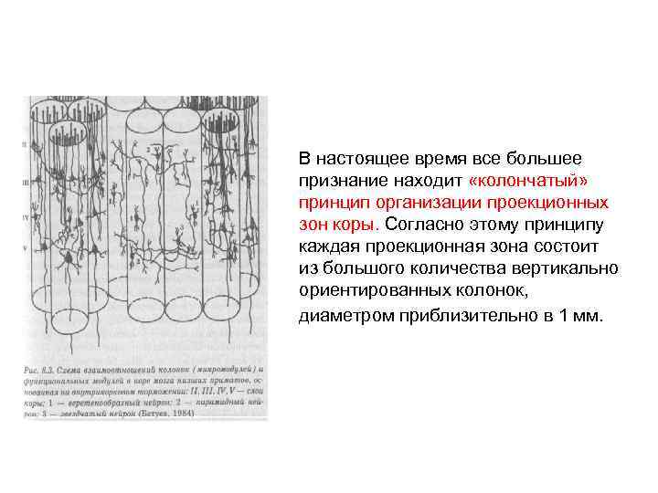 В настоящее время все большее признание находит «колончатый» принцип организации проекционных зон коры. Согласно