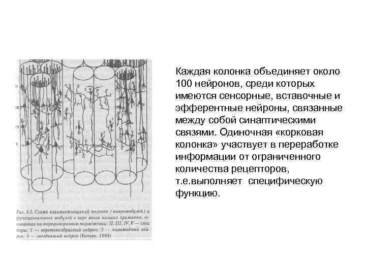 Каждая колонка объединяет около 100 нейронов, среди которых имеются сенсорные, вставочные и эфферентные нейроны,