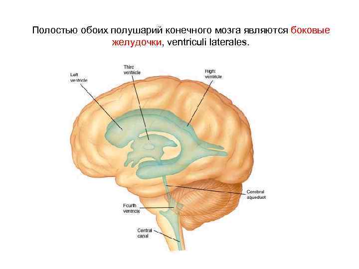 Полостью обоих полушарий конечного мозга являются боковые желудочки, ventriculi laterales. 