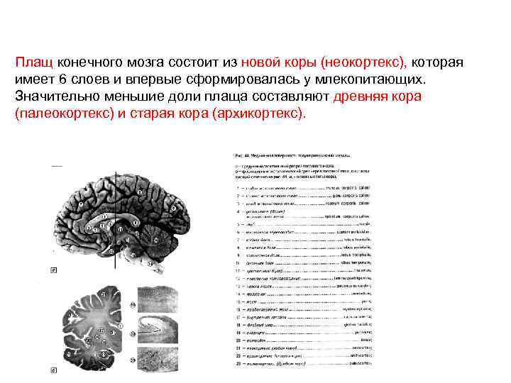 Плащ конечного мозга состоит из новой коры (неокортекс), которая имеет 6 слоев и впервые