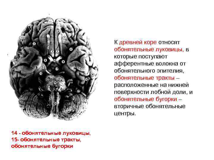 К древней коре относят обонятельные луковицы, в которые поступают афферентные волокна от обонятельного эпителия,