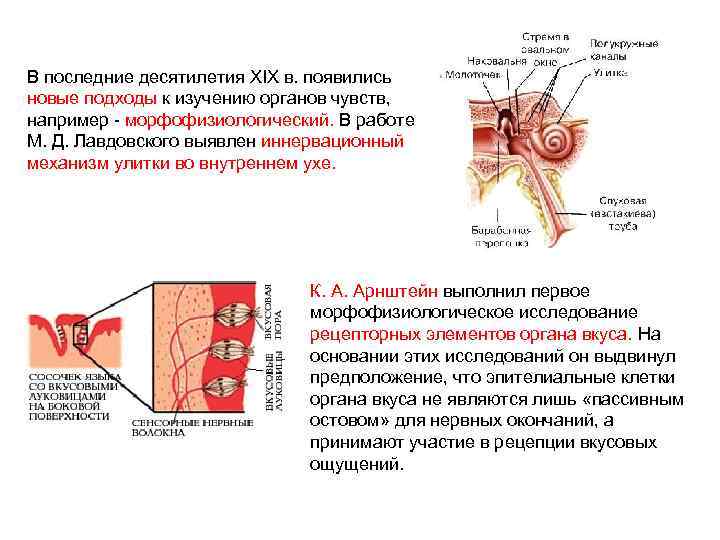 В последние десятилетия XIX в. появились новые подходы к изучению органов чувств, например -