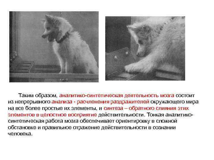 Таким образом, аналитико-синтетическая деятельность мозга состоит из непрерывного анализа - расчленения раздражителей окружающего мира