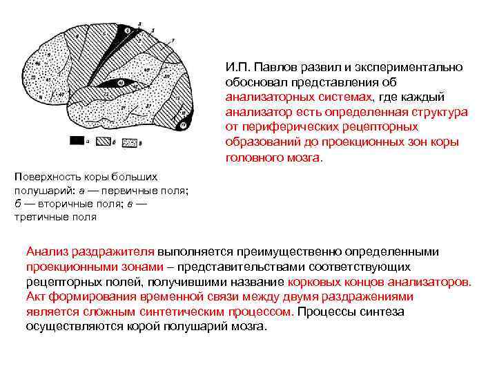 И. П. Павлов развил и экспериментально обосновал представления об анализаторных системах, где каждый анализатор